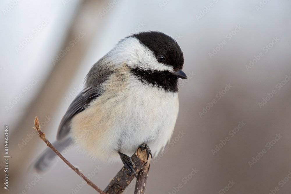 Obraz premium Black-Capped Chickadee Close-Up