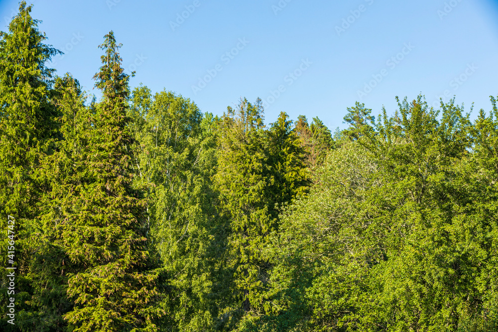 Gorgeous natural background showing green tree tops on blue sky. Sweden. Gorgeous natural background showing green tree tops on blue sky. Sweden.