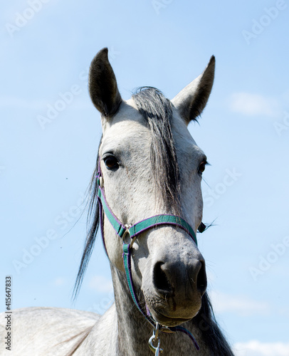Portrait of a white horse's head on the paddock