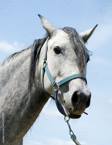 Portrait of a white horse's head on the paddock