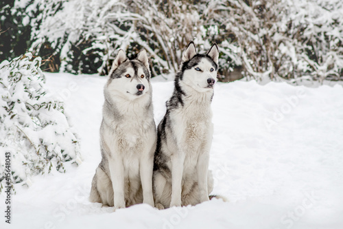 Siberian Husky - winter walk through the snowy valley