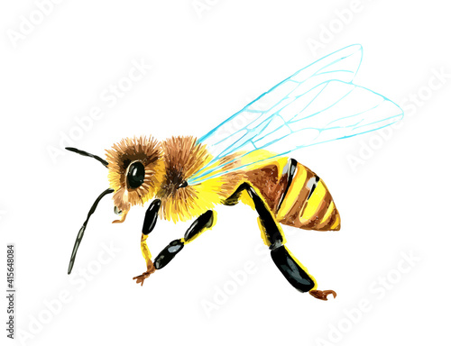 Hand drawn watercolor colorful illustration of wasp isolated on white background.