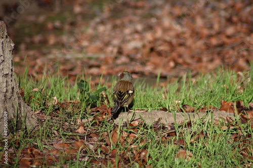 a finch sits on the ground