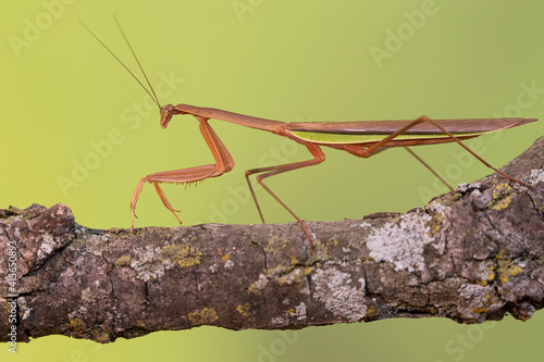 Wallpaper Mural Praying Mantis taken in southern MN Torontodigital.ca