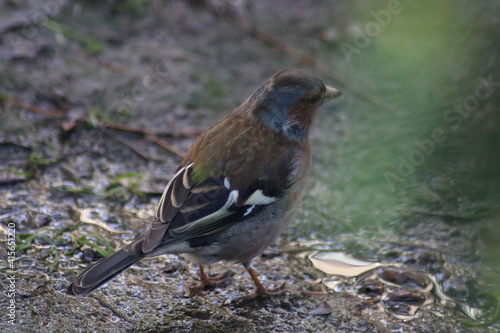 a finch sits on the ground