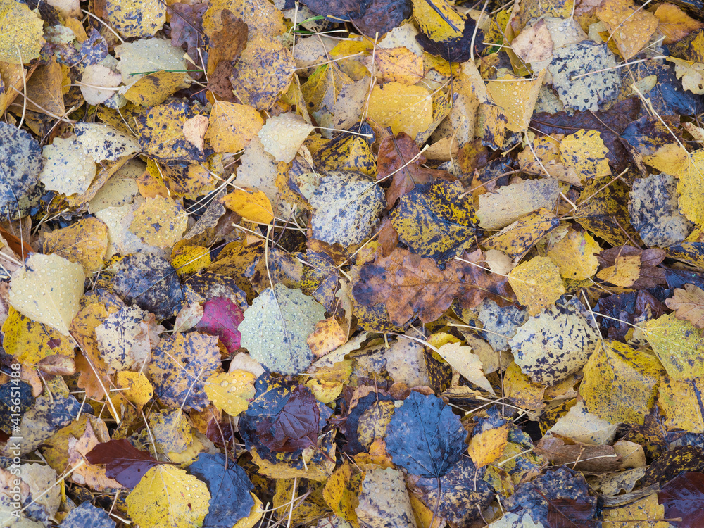 colorful autumn fallen wet beech, maple, oak and birch tree leaves on forest ground. Seasonal natural background