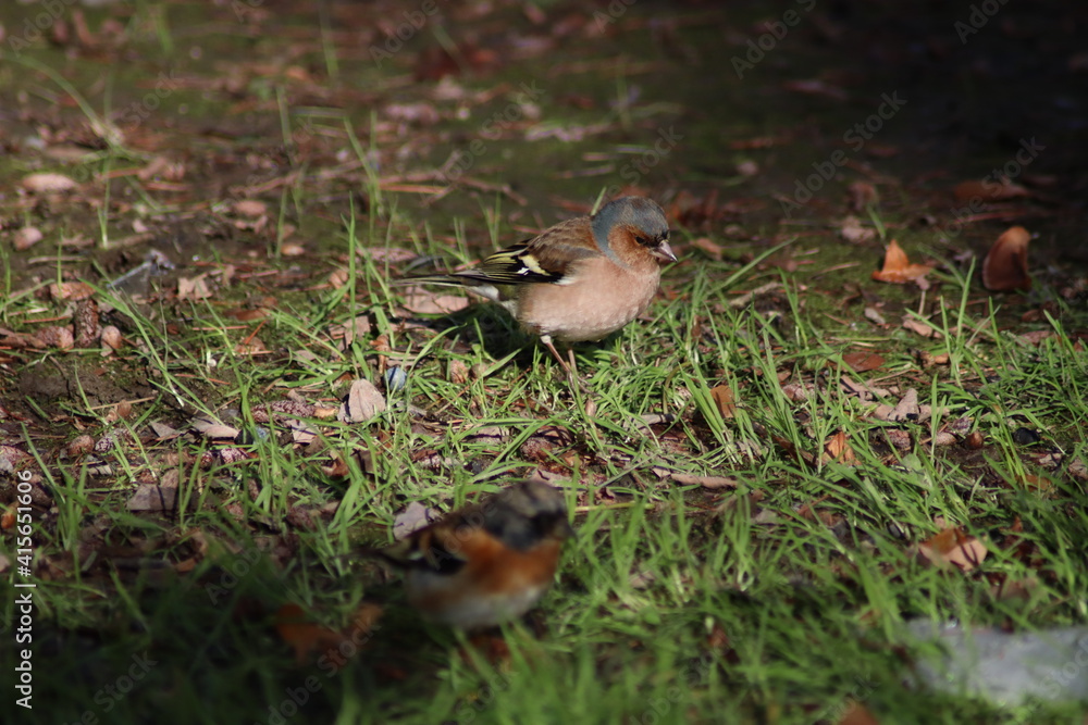 Fototapeta premium a finch sits on the ground