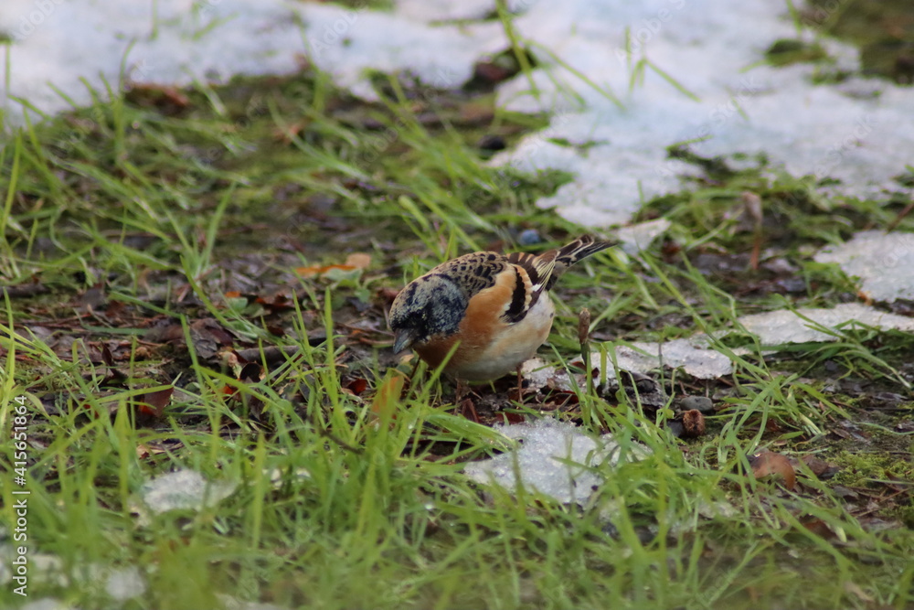 a finch sits on the ground a finch sits on the ground