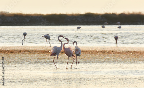 Flamingo family on a coast