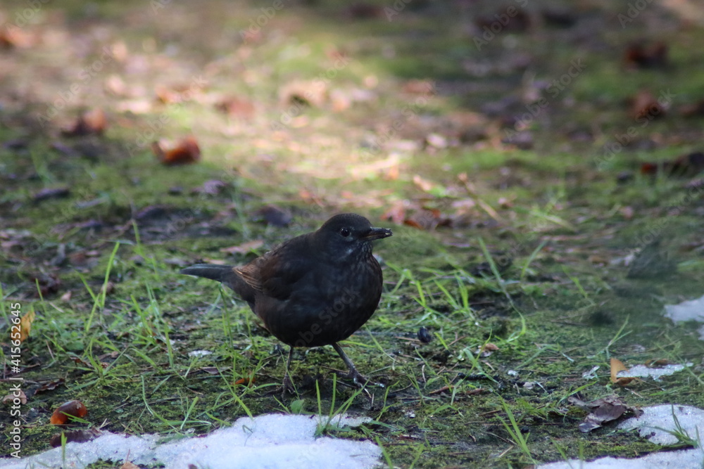 Obraz premium blackbird on the ground