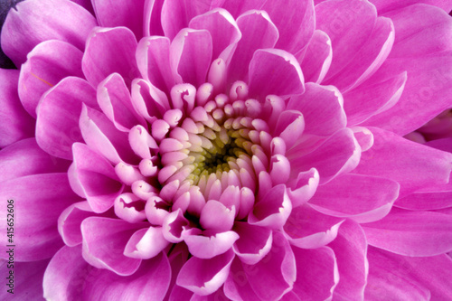 Pink chrysanthemum  flower ideal plants for the home