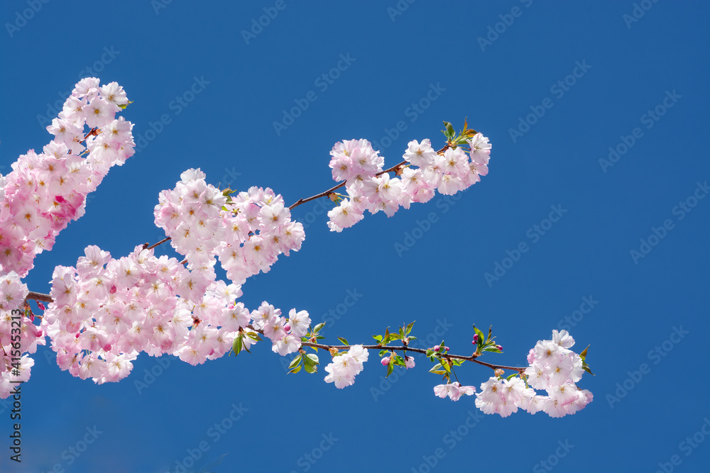 Prunus serrulata branch with pink flowers on a blue sky background Prunus serrulata branch with pink flowers on a blue sky background