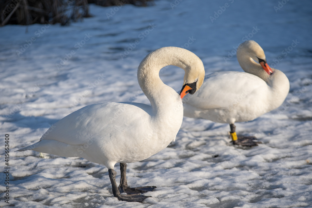 Fototapeta premium Mute swans on a frozen lake. Birds in winter, snow and ice
