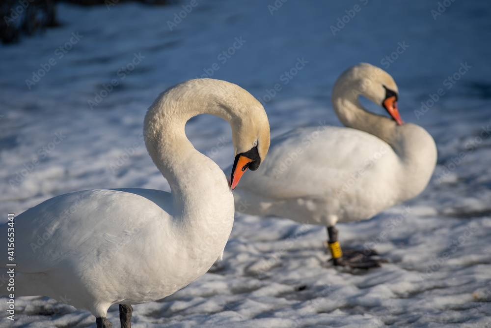 Fototapeta premium Mute swans on a frozen lake. Birds in winter, snow and ice