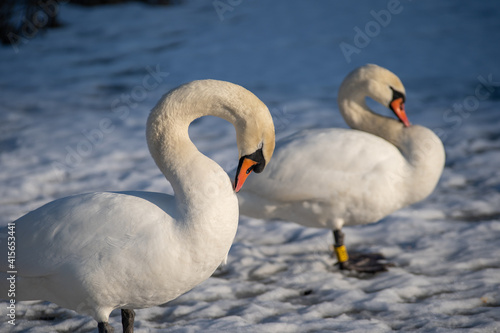 Mute swans on a frozen lake. Birds in winter  snow and ice