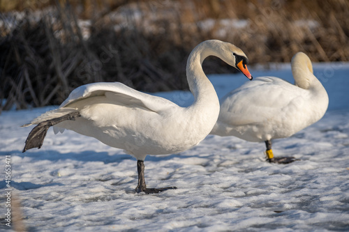 Beautiful mute swan doing yoga on a frozen lake. Stretching. Funny pose of a swan.