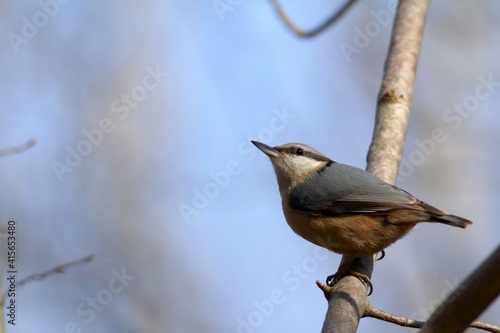 Sittelle torchepot Sitta europaea perchée sur une branche photo