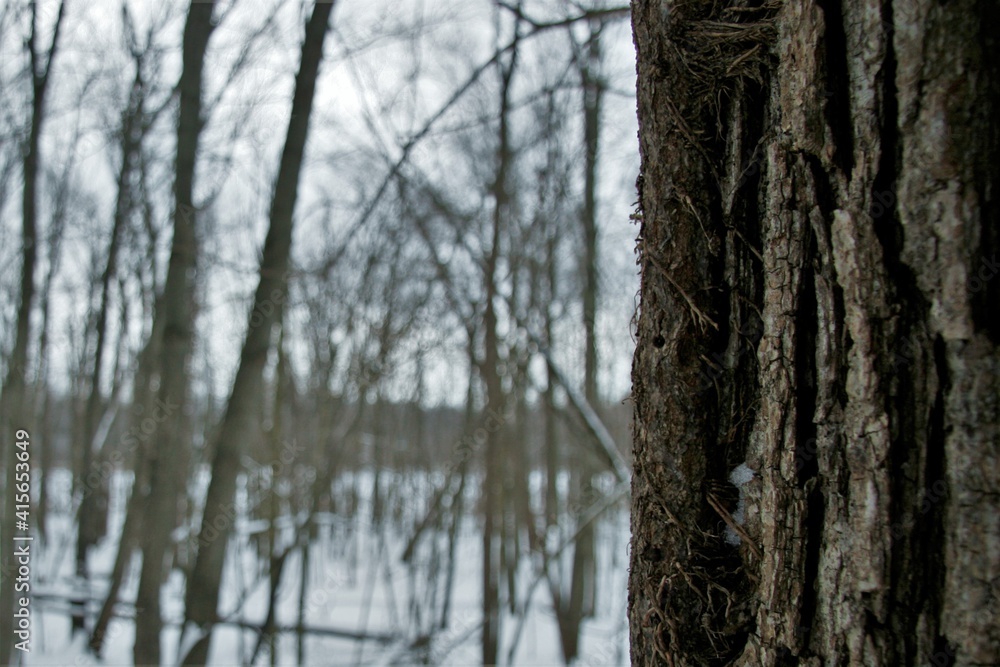 close up of a tree in the winter woods