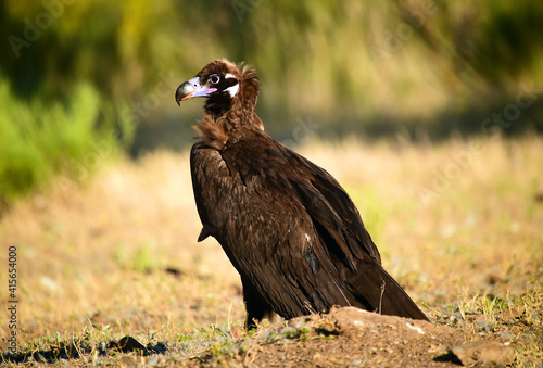 a huge black vulture in spain