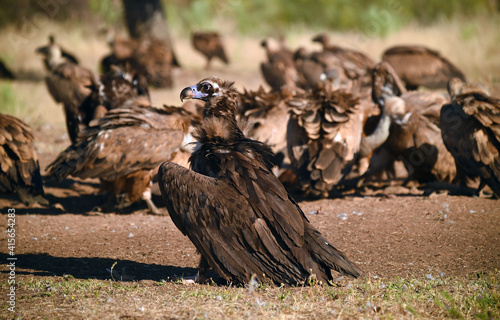 grupo de buitres leonados en un parque natural photo