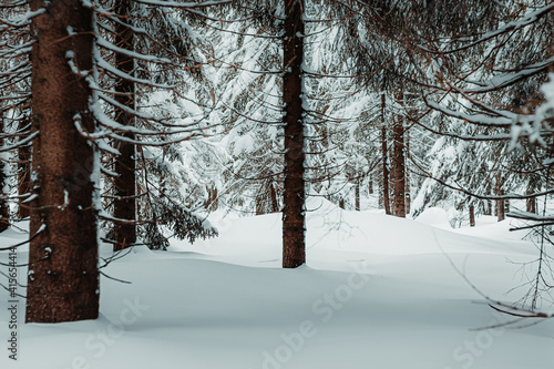 Fototapeta Naklejka Na Ścianę i Meble -  Zimowy las, choinki pokryte śniegiem.