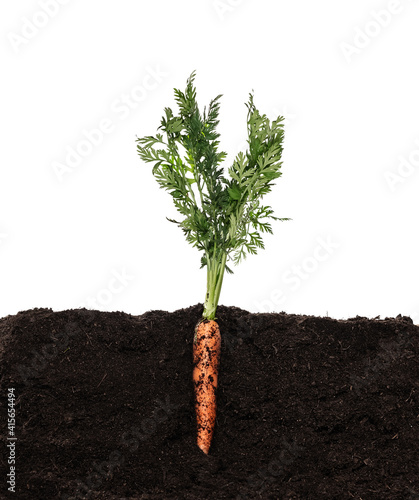 carrot with bush growing in soil isolated on white photo