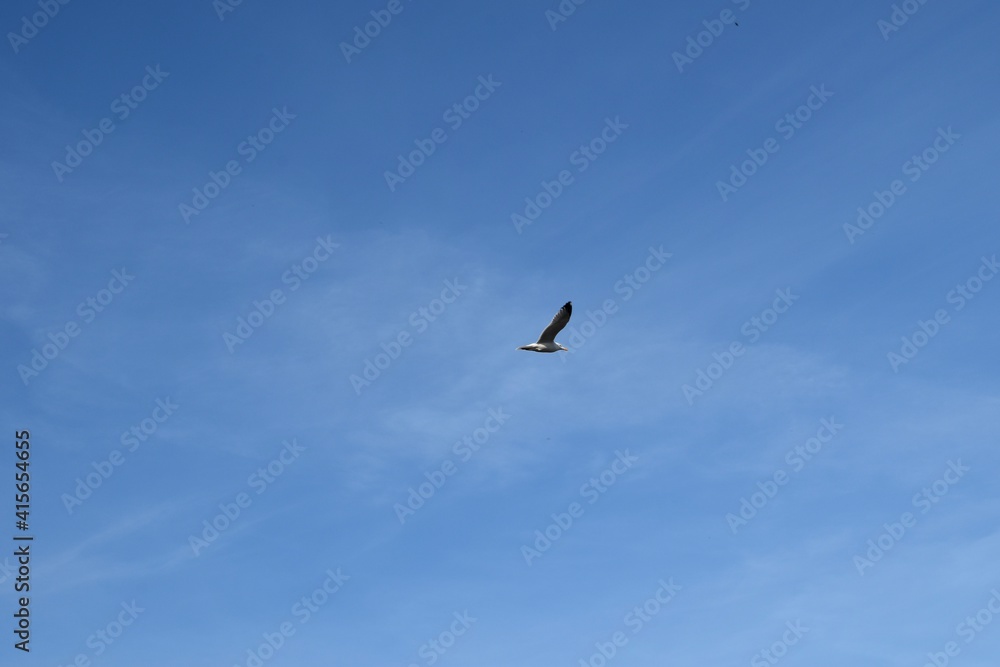 bird in the sky alone