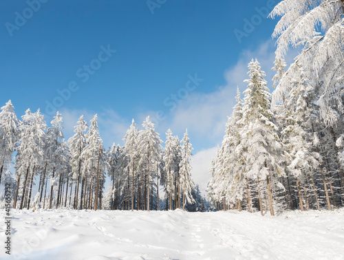 Beautiful snowy trees over blue sky background. Snow covered frozen pine forest in winter.
