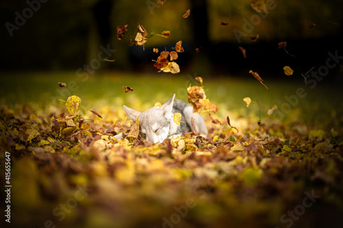 wolf dog puppy saarloos autumn leafs