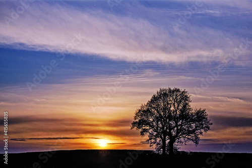 Silhouette of a tree at colourful sunset © Cristina