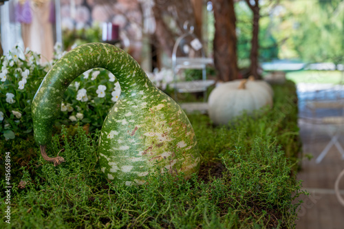 Many pumpinks on display made of table with plants growing from it. photo