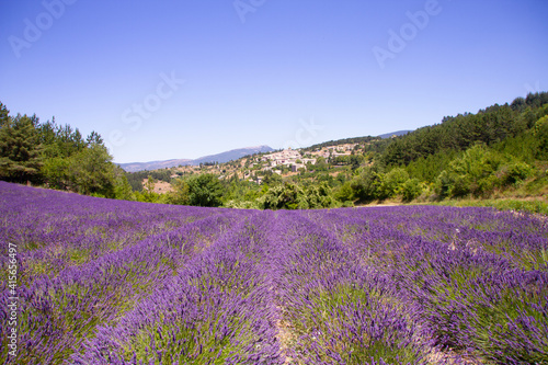 Champs de lavandes, Provence, France