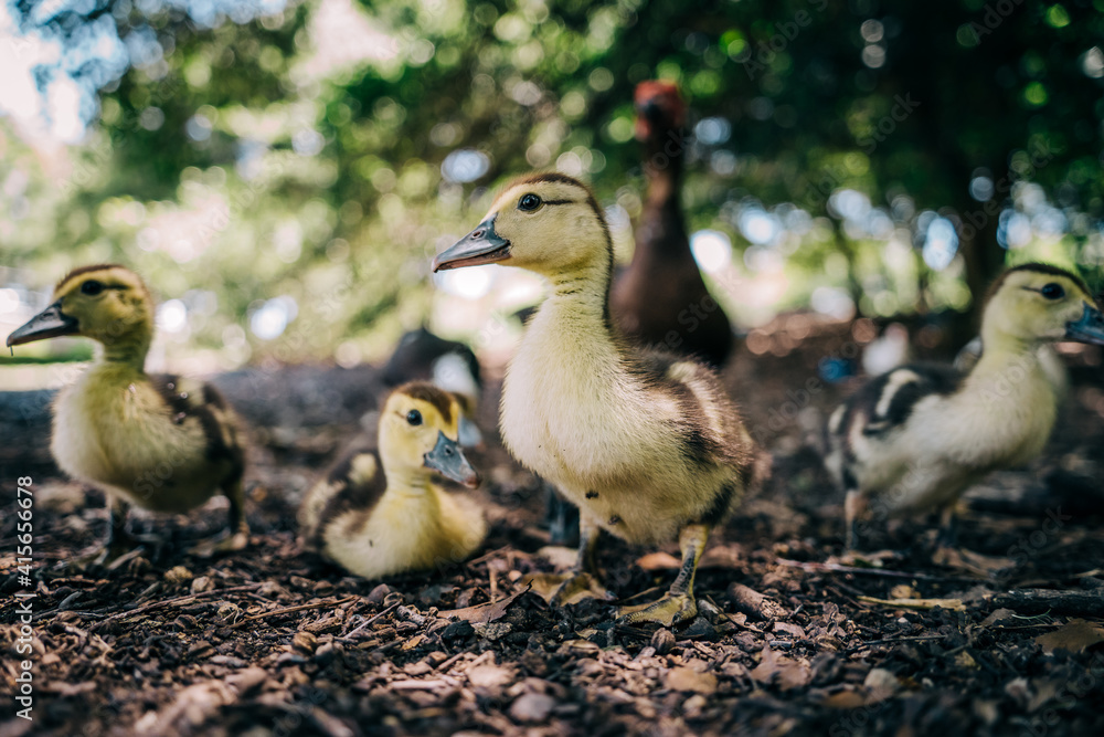 Ducklings Ducklings