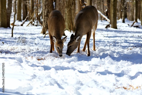 White tailed deer, doe and fawn near city park in Wisconsin.