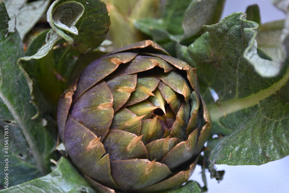 Carciofo, tipica pianta mediterranea. E' una pianta della famiglia Asteraceae coltivata in Italia e in altri Paesi per uso alimentare e, secondariamente, medicinale.