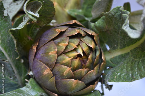 Obraz na płótnie Carciofo, tipica pianta mediterranea. E' una pianta della famiglia Asteraceae coltivata in Italia e in altri Paesi per uso alimentare e, secondariamente, medicinale. w salonie