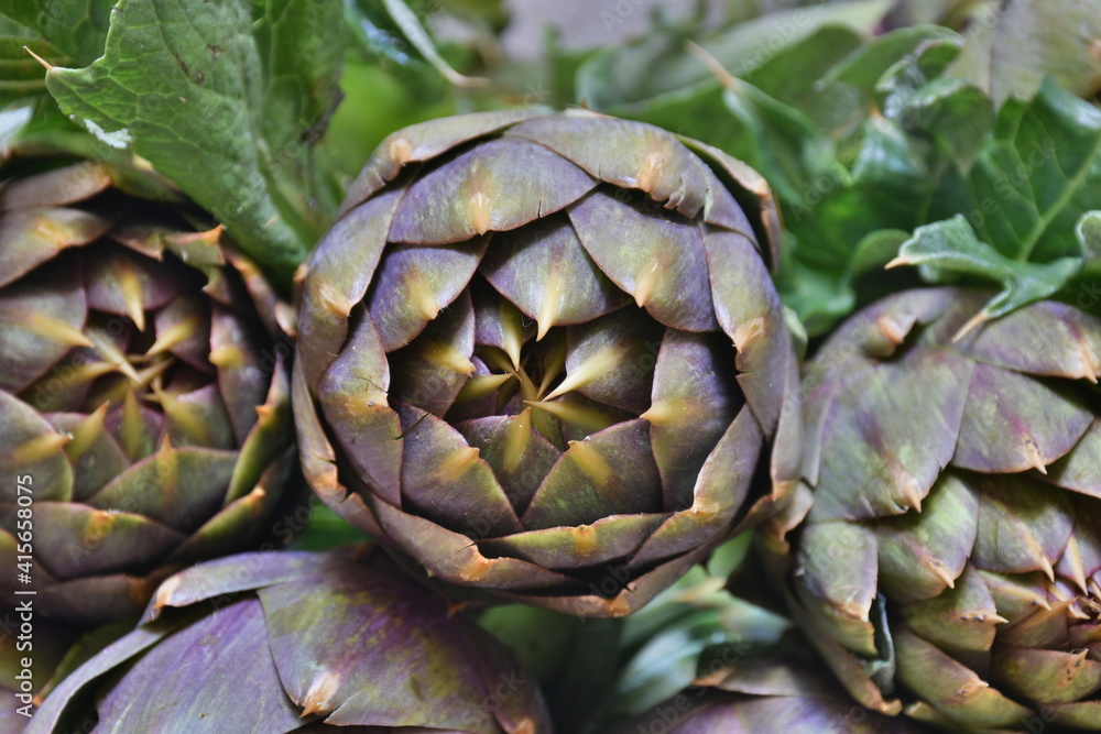 Carciofo, tipica pianta mediterranea. E' una pianta della famiglia Asteraceae coltivata in Italia e in altri Paesi per uso alimentare e, secondariamente, medicinale.