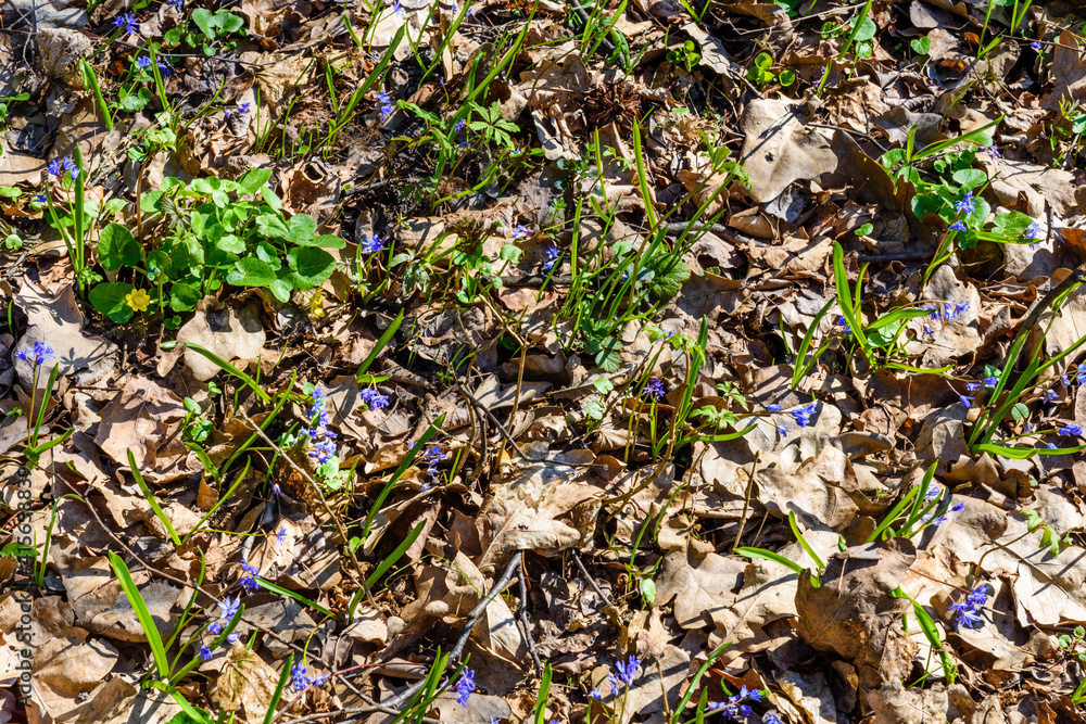 Blue scilla flowers in the forest on spring Blue scilla flowers in the forest on spring