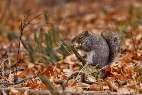 Eastern gray squirrel. Many juvenile squirrels die in the first year of life. Adult squirrels can have a lifespan of 5 to 10 years in the wild. Some can survive 10 to 20 years in captivity.