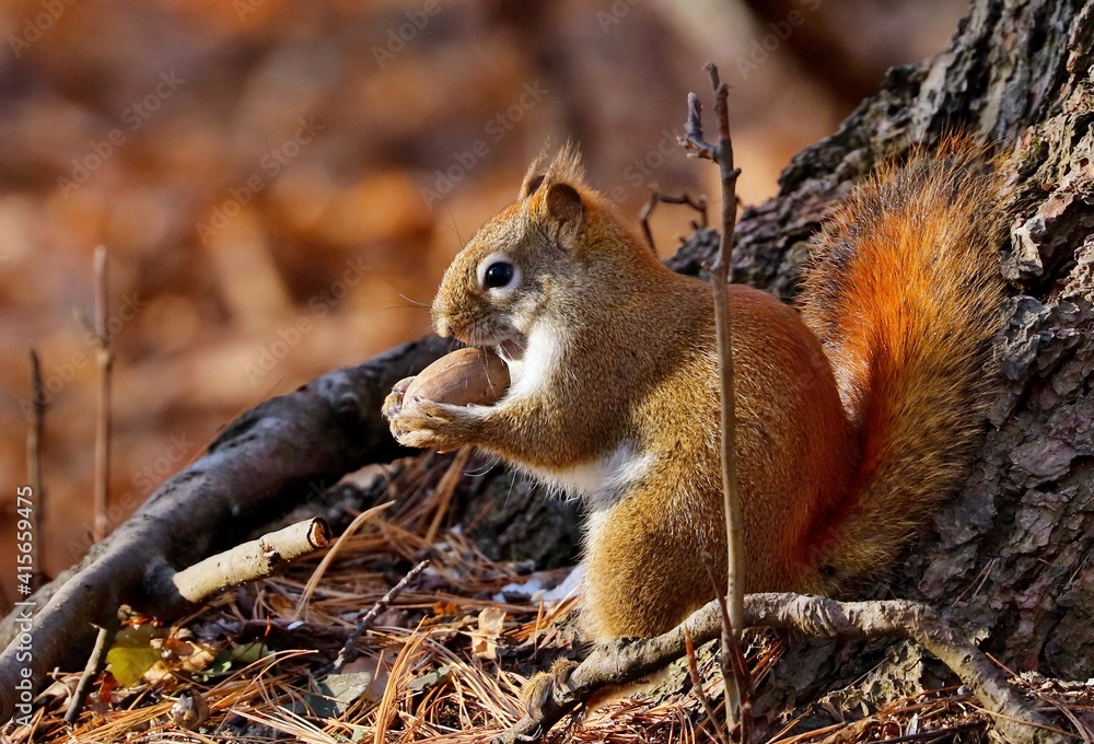 Fototapeta premium American red smallest squirrel. Wisconsin State Park.
