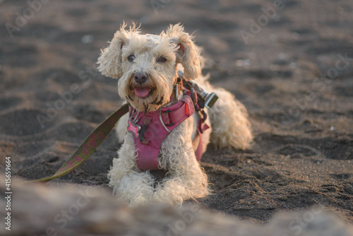 White poodle dog on the beach