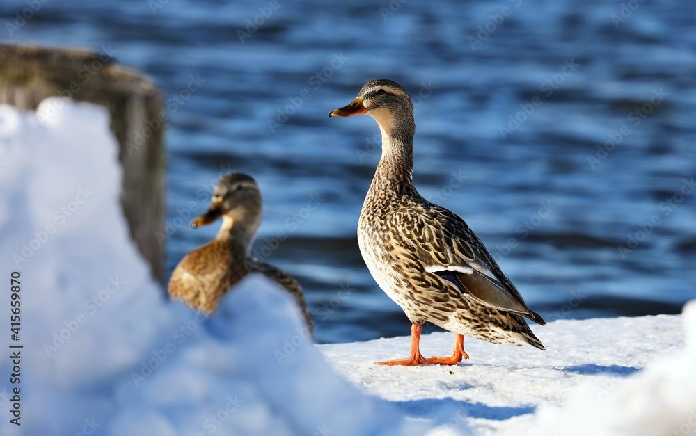 Mallard - The most abundant and widespread of all waterfowl, the mallard is also the most hunted game bird Mallard - The most abundant and widespread of all waterfowl, the mallard is also the most hunted game bird