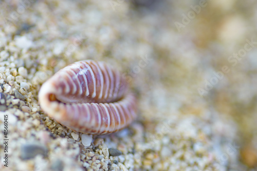 Close up of a sea shell on the sand