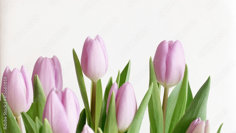 Violet tulip flowers white background soft tone. High quality photo