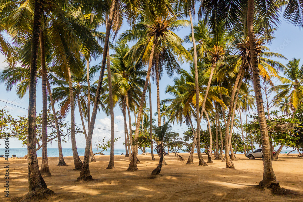 Palms on a beach in Las Terrenas, Dominican Republic