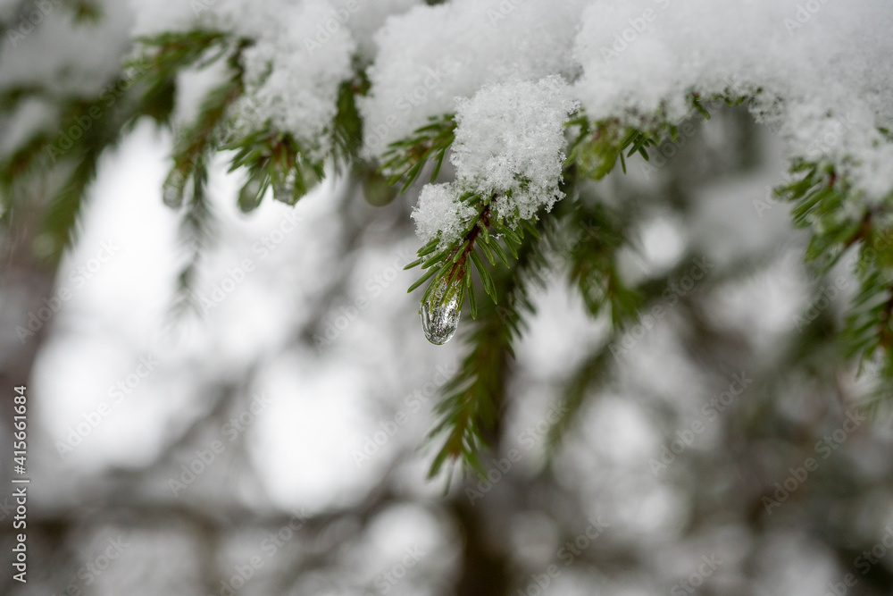 A frozen drop of water hangs on a snow-covered branch of a Christmas tree. Selective Focus