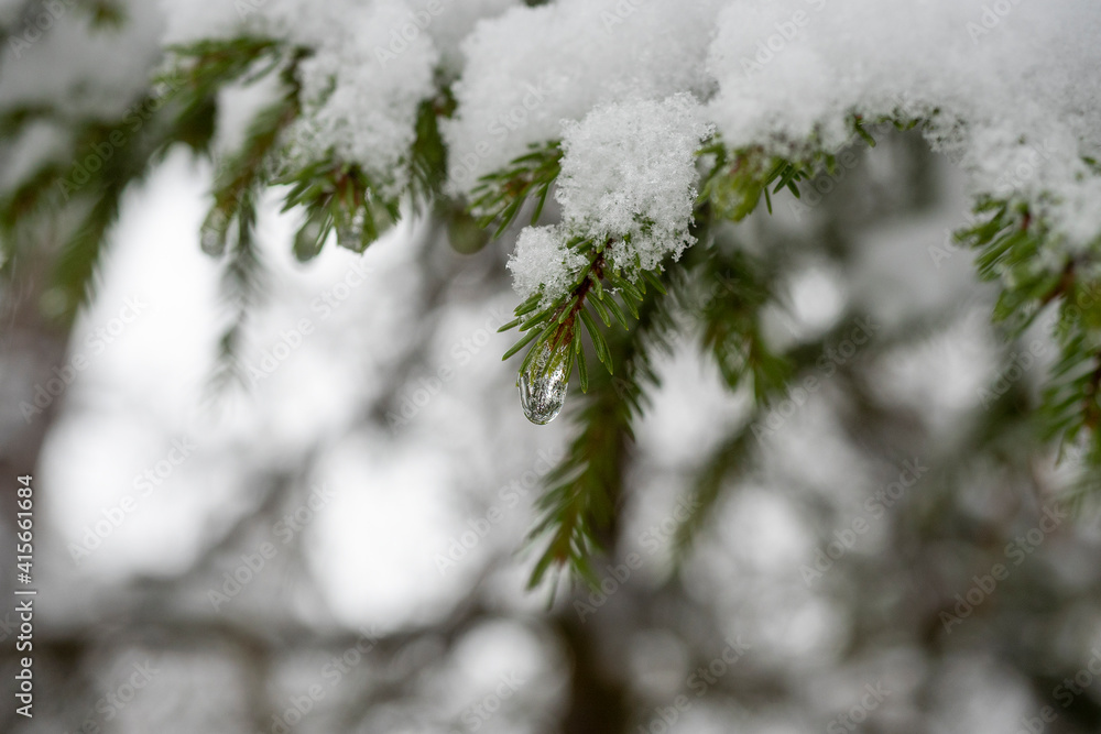 A frozen drop of water hangs on a snow-covered branch of a Christmas tree. Selective Focus A frozen drop of water hangs on a snow-covered branch of a Christmas tree. Selective Focus