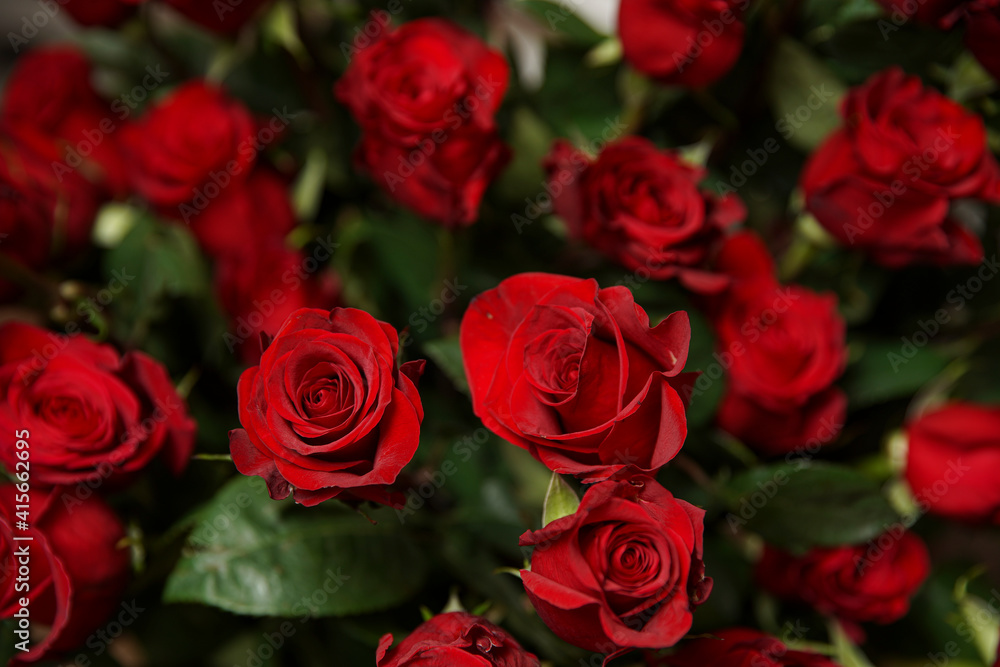 Beautiful bouquet of red roses, seen from above. Spring flowers. Wedding, women's day, mothers day and valentines day background. Selective shallow depth of field. Beautiful bouquet of red roses, seen from above. Spring flowers. Wedding, women's day, mothers day and valentines day background. Selective shallow depth of field.