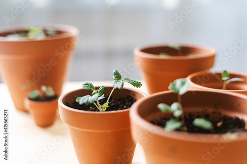 Close up of Strawberries sprout plant seeding in ceramic terracota pots on the wooden table background. Home gardening, love of houseplants. Spring time. Potted plants. 