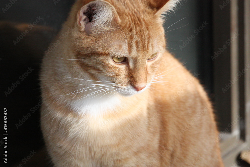 Fototapeta premium Orange tabby cat
